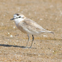 White-fronted Plover